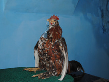 DSC_0166.jpg