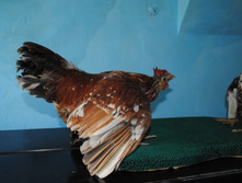 DSC_0167.jpg
