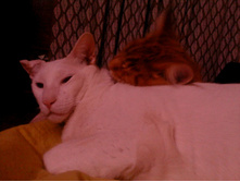 DSC00063.JPG