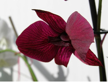 dendrobium