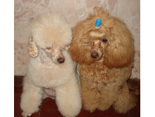 DSC00938.JPG