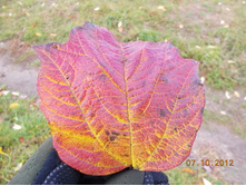 DSCN0536.JPG
