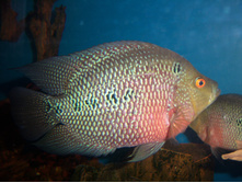��� ��������� 27.03.2009 20:50:02