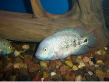 27.03.2009 21:03:36