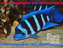 96bb1fee068ac274d4166fa4b0c_54577_s3.jpg