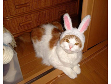 08.04.2009 10:51:09