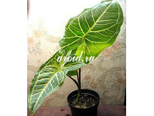 Syngonium podophyllum.jpg