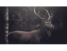 ����.gif
