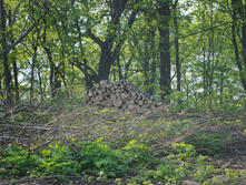 DSC_0222.jpg