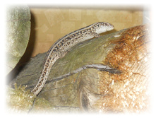 DSCN2653.JPG