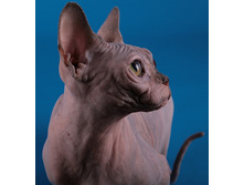 sphynx%20cat%20Baby%20Rah%20Fortuna1.jpg