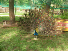 DSCF6054.JPG