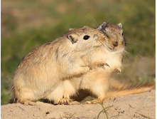 e4cf09247f869cdfeef6734accd_prev.jpg