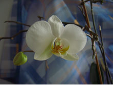 ��� ������� � ����� 03.2007
