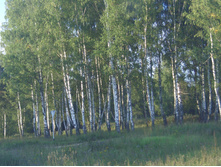 ���� 2006