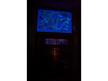 IMG_9003