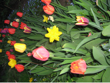 ������ 2007