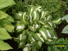 SDC16024.JPG