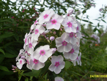 SDC16283.JPG