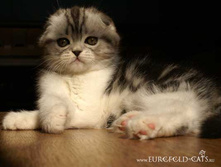 Figaro