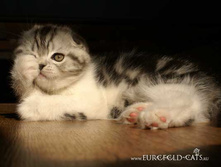 Figaro