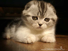 Figaro