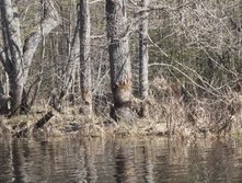 IMG_1745.jpg