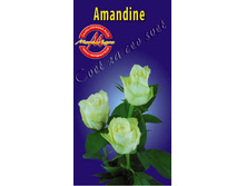 amandine.jpg