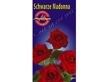 schwarzemadonna.jpg