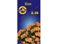 alison.jpg