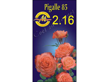 pigalle85.jpg