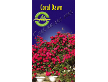 coraldawn.jpg
