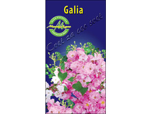 galia.jpg