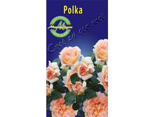 polka.jpg
