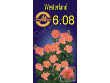 westerland.jpg