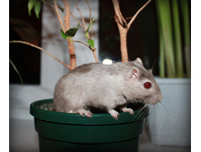 5148572.Pescanka_008.jpg
