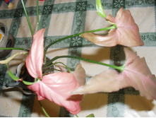 SDC12070.JPG