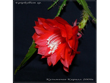 Epiphyllum sp.