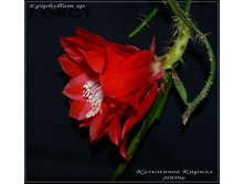Epiphyllum sp.