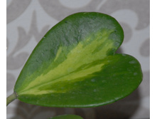 KERII VARIEGATA����.jpg