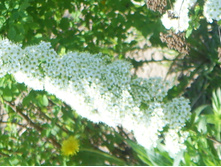 SSL12857.JPG