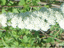 SSL12858.JPG
