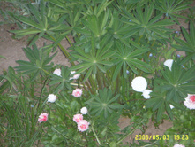 SSL14961.JPG