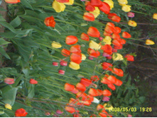 SSL14975.JPG