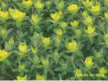 SSL14980.JPG