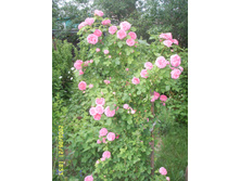 SSL15269.JPG