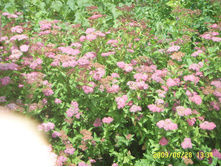 SSL16261.JPG