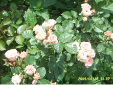 SSL16262.JPG