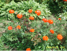SSL16264.JPG