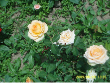 SSL16265.JPG